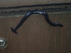Bipalium fuscatum
