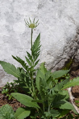 Scabiosa velenovskiana
