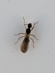 Cyphomyrmex