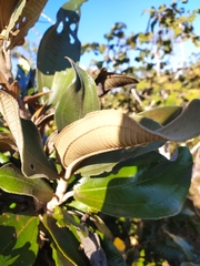 Miconia ferruginata