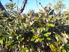 Miconia ferruginata