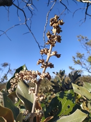 Miconia ferruginata