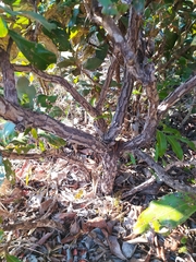Miconia ferruginata
