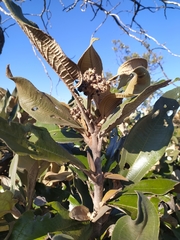 Miconia ferruginata