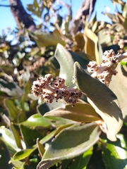 Miconia ferruginata