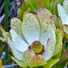 Leucadendron strobilinum