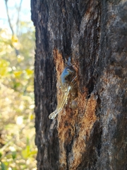 Vochysia thyrsoidea