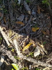 Vochysia thyrsoidea