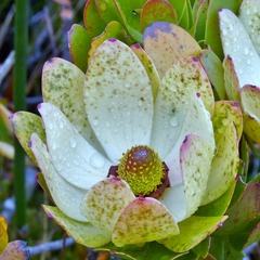 Leucadendron strobilinum