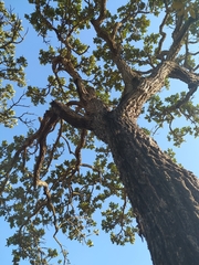 Vochysia thyrsoidea