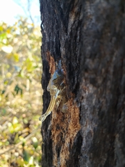 Vochysia thyrsoidea