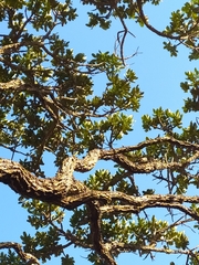 Vochysia thyrsoidea