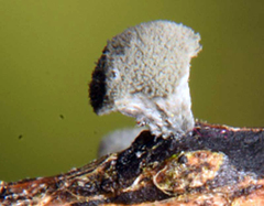 Coremiella cubispora