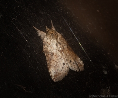 Nycteola indica