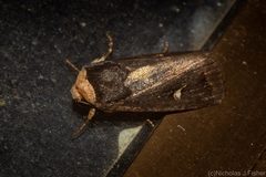 Proteuxoa testaceicollis