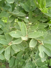Quercus frutex