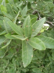 Quercus frutex