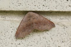 Prochoerodes forficaria