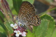 Brephidium pseudofea