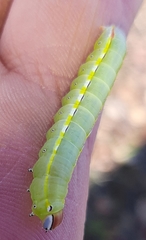 Catochria catocaloides