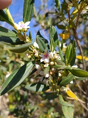 Trembleya parviflora