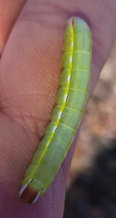 Catochria catocaloides