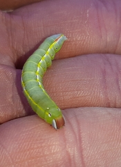 Catochria catocaloides
