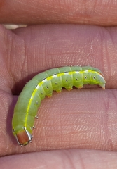 Catochria catocaloides