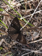 Protantigius superans