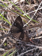 Protantigius superans