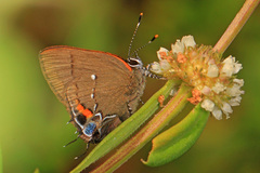 Electrostrymon angelia
