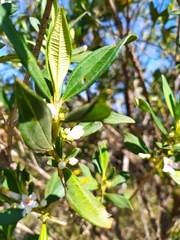 Trembleya parviflora