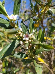 Trembleya parviflora