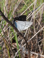 Protantigius superans