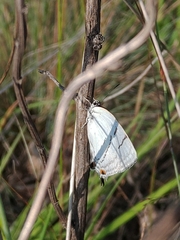 Protantigius superans