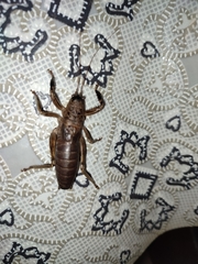 Nesoecia nigrispina