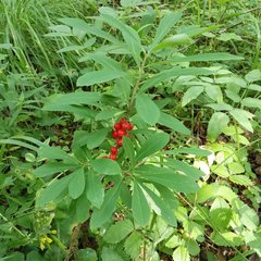 Liriomyza approximata