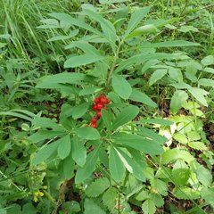 Liriomyza approximata