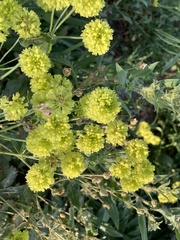 Eriogonum flavum