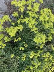 Eriogonum flavum
