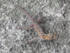 Cnemaspis boulengeri