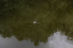 Anax guttatus