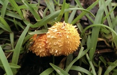 Agaricus crocopeplus