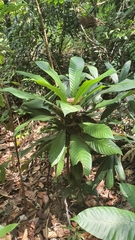 Agrostistachys borneensis