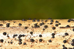 Anthostomella tomicoides