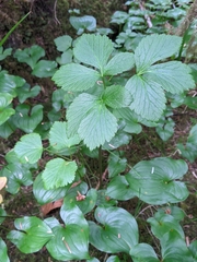 Ligusticum scothicum