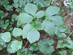 Ligusticum scothicum