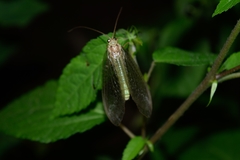 Adamsiana