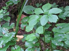 Ligusticum scothicum