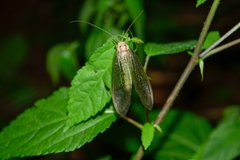 Adamsiana